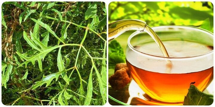 Nước đinh lăng tốt cho sức khoẻ nhưng không phải ai cũng có thể uống được