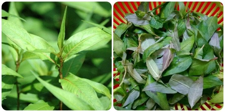 Rau răm rất tốt cho sức khoẻ nếu như ăn đúng cách