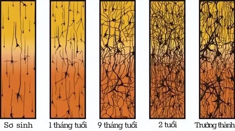 Giáo sư Harvard: Có duy nhất 3 &#34;cơ hội&#34; trong đời giúp trẻ tăng IQ, bỏ lỡ sẽ khó tìm lại - 3