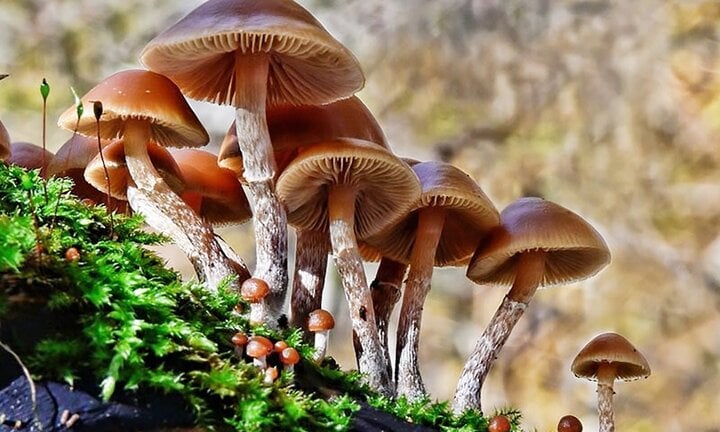 2 trẻ tử vong, 5 người đi cấp cứu sau bữa ăn có nấm