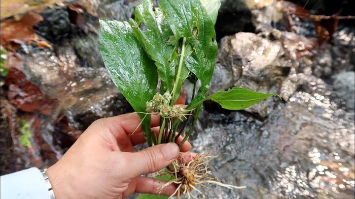 Cây hồi đầu thảo.
