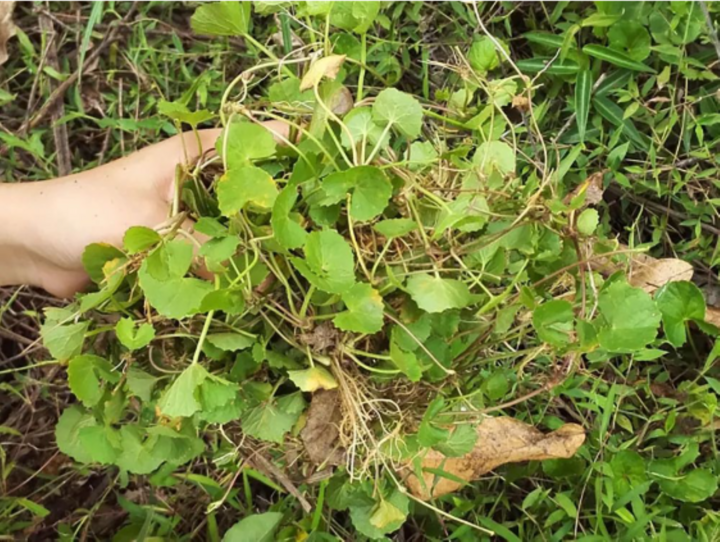 Rau má mọc thành từng mảng. (Nguồn: Sohu)