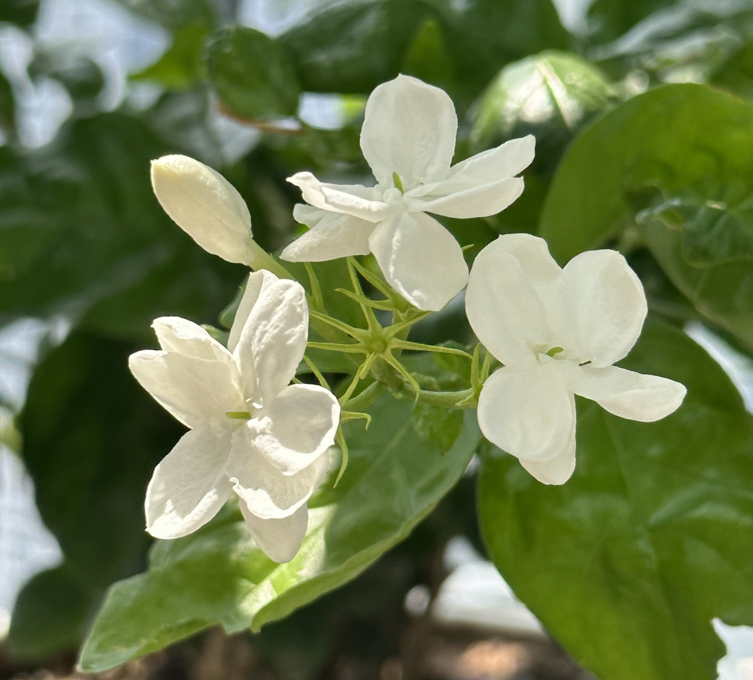 Top 3 loại hoa vừa đẹp vừa có tác dụng chữa bệnh - Ảnh 1. Top 3 loại hoa vừa đẹp vừa có tác dụng chữa bệnh - Ảnh 1.