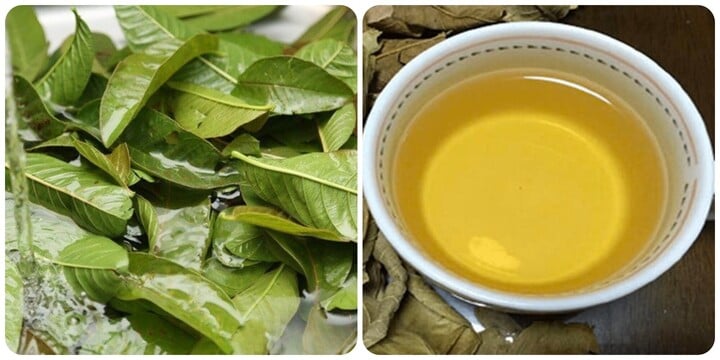 Uống nước lá ổi thường xuyên rất tốt cho sức khoẻ