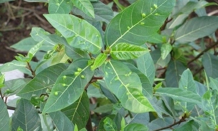 Lá sung cực tốt cho sức khỏe nhưng không phải ai cũng biết tận dụng. (Ảnh: Getty Images)