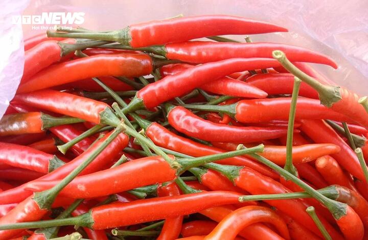 Các bộ phận của cây ớt như quả, rễ và lá đã được dùng làm thuốc từ nhiều đời nay. (Ảnh: Như Loan)