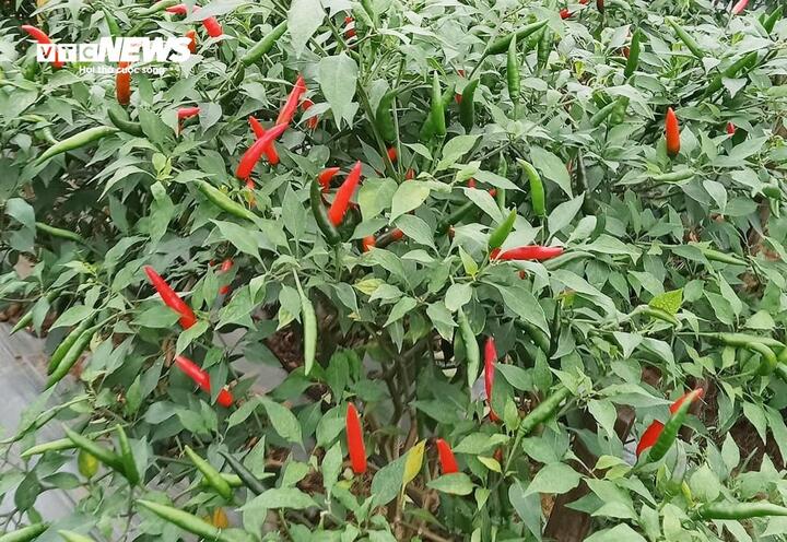 Cây ớt được trồng khắp các vườn nhà. (Ảnh: Như Loan)