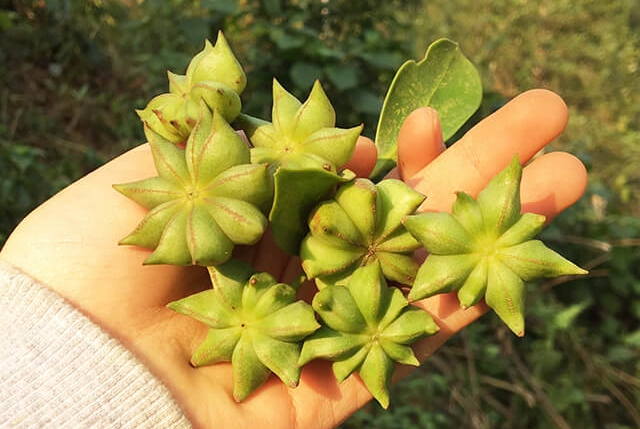 Bất ngờ loại gia vị nhỏ thơm, giúp ngăn biến chứng bệnh tiểu đường, người Việt nên ăn để kéo dài tuổi thọ- Ảnh 4.