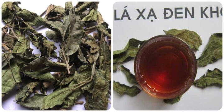 Xạ đen là thảo dược tốt cho sức khoẻ