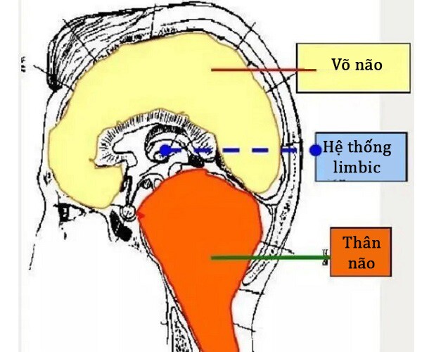 Tiến sĩ Đại học Yale tiết lộ bí mật “trẻ lười biếng”: Đừng ép con luyện thi, có 3 cách nhanh học giỏi, thông minh vượt trội - 1