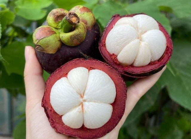 Loại quả mùa hè rẻ tiền, bán đầy chợ, người Việt ăn thường xuyên giúp làm mát gan, thải độc gan hiệu quả - Ảnh 7. Loại quả mùa hè rẻ tiền, bán đầy chợ, người Việt ăn thường xuyên giúp làm mát gan, thải độc gan hiệu quả - Ảnh 7.
