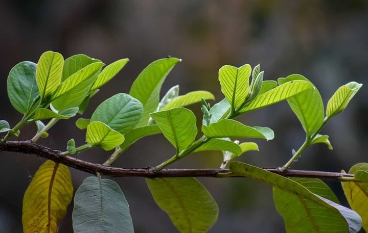 Lá ổi từ lâu được Đông y và y học hiện đại ghi nhận có nhiều công dụng đối với sức khỏe. (Ảnh minh hoạ)