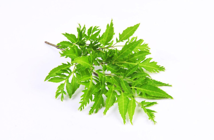 Có nên uống nước lá đinh lăng mỗi ngày? (Ảnh minh họa)