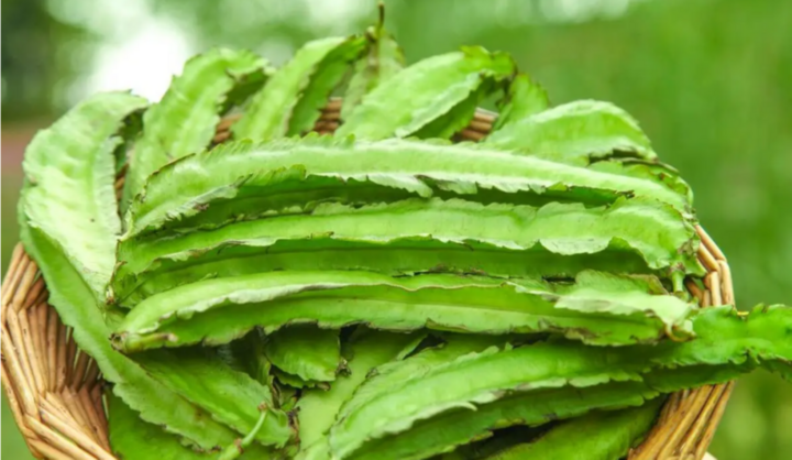 Đậu rồng chứa nhiều axit amin (Ảnh: Sohu)