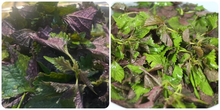 Cây tía tô là thảo dược tốt cho sức khoẻ nếu sử dụng đúng cách