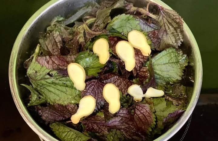 Lá tía tô kết hợp với gừng, có thể tạo thành bài thuốc dân gian hỗ trợ giải cảm, giảm ho, đau bụng và cả giảm cân. (Ảnh minh hoạ)