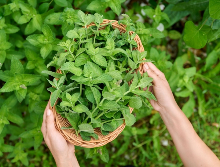 Lá bạc hà có thể đem đến loạt lợi ích đáng kinh ngạc cho sức khỏe. (Ảnh: Getty Images)