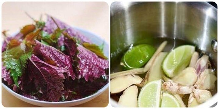 Uống nước lá tía tô với chanh, gừng, sả có tác dụng gì là băn khoăn của nhiều người