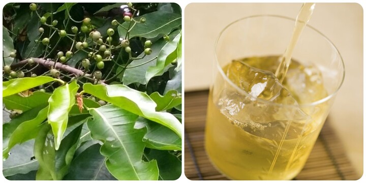 Uống nước lá vối thường xuyên rất tốt cho sức khoẻ