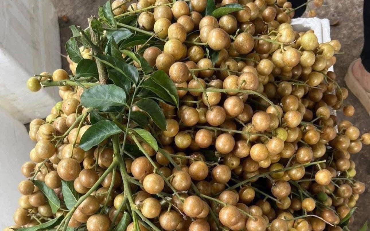 Chị em đua nhau mua quất hồng bì giá rẻ, chỉ từ 15.000 đồng/kg để ngâm trị ho và ăn được vài tháng