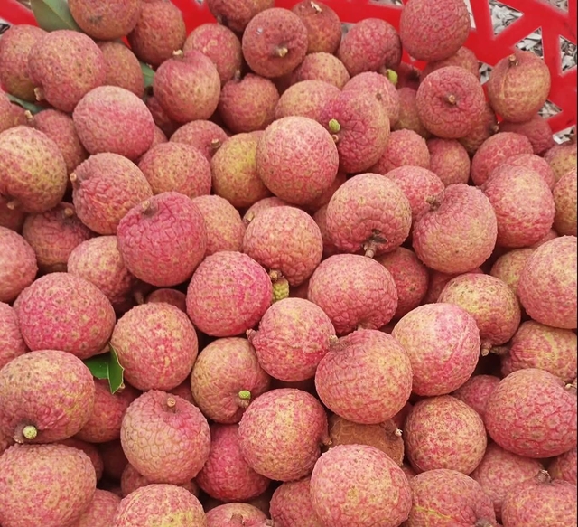 Vải thiều vào cuối vụ giá bán siêu rẻ, chị em truyền nhau bí quyết bảo quản quả vải tươi cả tháng- Ảnh 7.