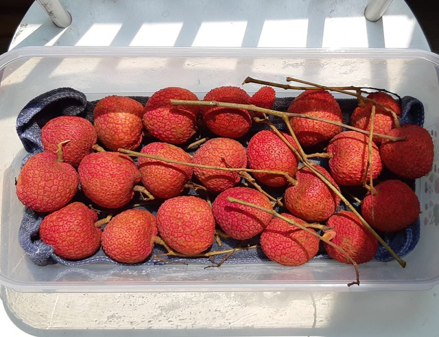 Vải thiều vào cuối vụ giá bán siêu rẻ, chị em truyền nhau bí quyết bảo quản quả vải tươi cả tháng- Ảnh 9.