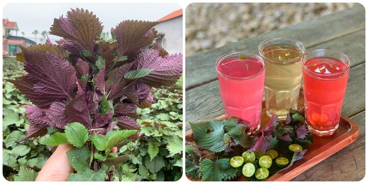 Nước tía tô sử dụng đúng cách rất tốt cho sức khoẻ