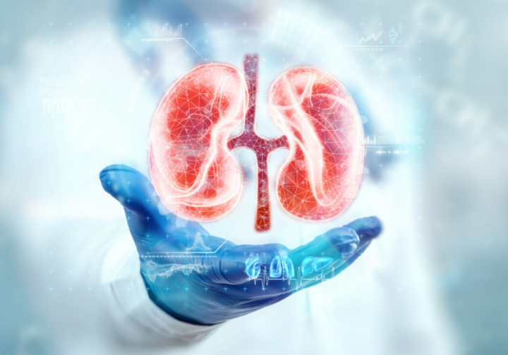 Thận là bộ phận quan trọng có chức năng lọc máu đi nuôi khắp cơ thể (Ảnh: Hindujahospital)