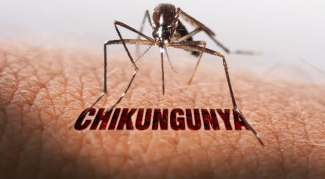 Chikungunya là bệnh gì, làm sao để phòng ngừa nguy cơ lây nhiễm? - Ảnh 1.