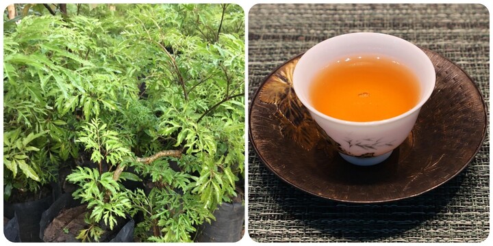 Có nên uống nước lá đinh lăng thay nước lọc là băn khoăn của nhiều người