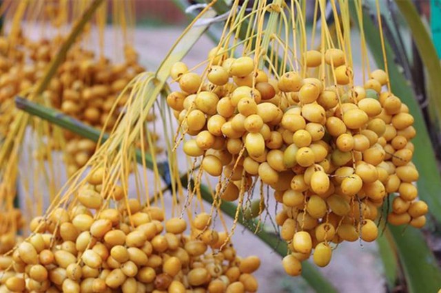 Quả chà là tươi xuất hiện nhiều ở chợ Việt được ví như 'hạt ngọc của sa mạc': Nên ăn chà là tươi hay khô mới tốt cho sức khỏe?- Ảnh 3.