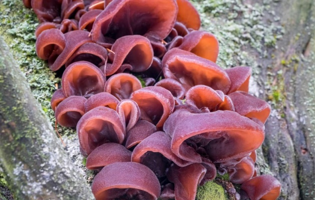 Thực phẩm phơi khô có công dụng giúp bơm máu lên não, ngăn ngừa đột quỵ, đang bán đầy chợ Việt- Ảnh 3.