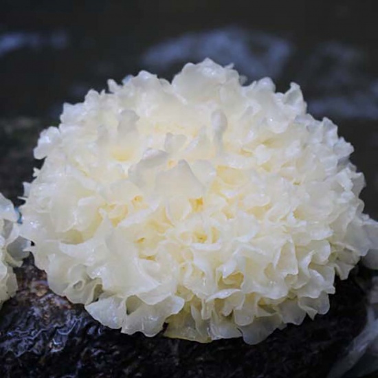 4 loại rau củ cực tốt cho phổi, mùa thu nên ăn nhiều để giải độc, thanh nhiệt, nhuận phổi và trị ho - Ảnh 2.