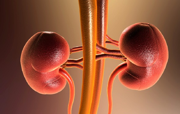 5 dấu hiệu suy thận sớm thường bị nhầm là do mệt mỏi, tuổi tác, người Việt nên biết để phòng bệnh - Ảnh 2. 5 dấu hiệu suy thận sớm thường bị nhầm là do mệt mỏi, tuổi tác, người Việt nên biết để phòng bệnh - Ảnh 2.