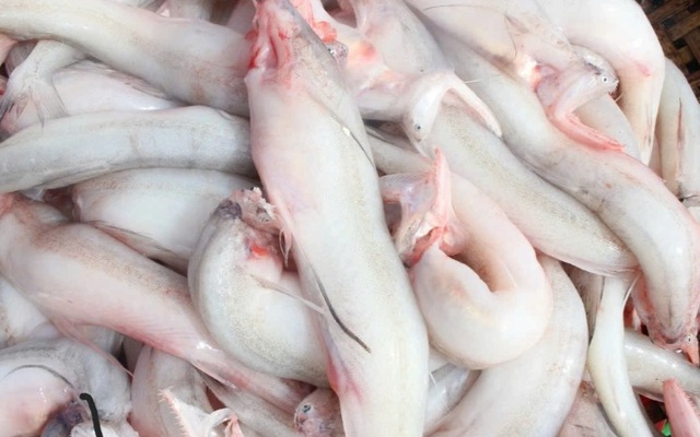 Ăn cá rất tốt nhưng 4 loại cá người Việt nên hạn chế để ngăn ngừa tế bào ung thư - Ảnh 2.