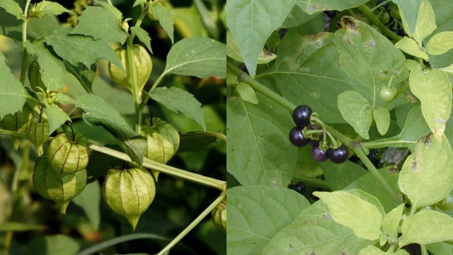 Cây rau từng bị coi là cỏ dại, nay 'lên đời' thành 'đặc sản': Chuyên gia nói gì về loại rau này? - Ảnh 2.