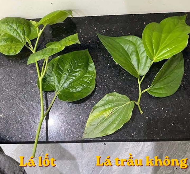 Phân biệt lá lốt và lá trầu không: Mẹo nhận diện dễ dàng - Ảnh 2.