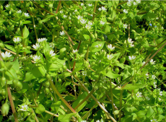 Cỏ chân vịt - Lọai rau dại thanh nhiệt ngày hè , trộn tỏi giòn ngọt đưa cơm - Ảnh 2.