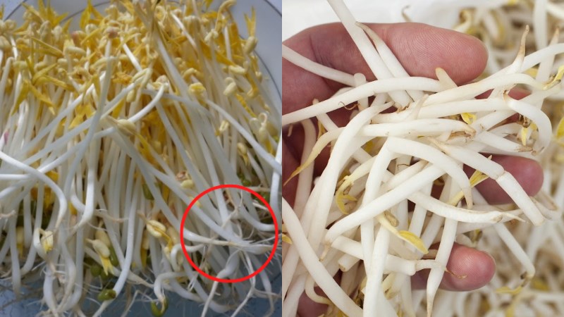 Giá đỗ: Siêu thực phẩm bổ xương và tốt cho tim mạch trong Năm 2026 - Ảnh 5.