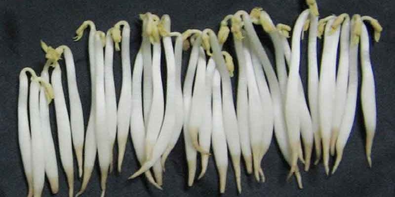 Giá đỗ: Siêu thực phẩm bổ xương và tốt cho tim mạch trong Năm 2026 - Ảnh 7.