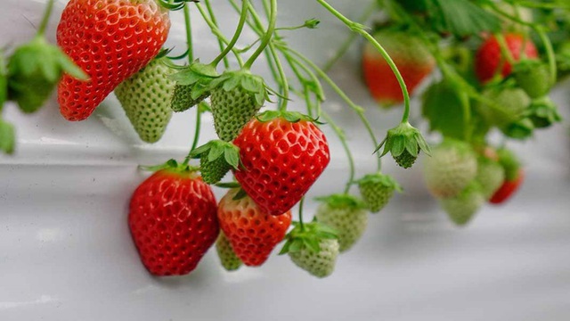 6 Lọai trái cây mùa hè dễ chứa ký sinh trùng và cách xử lý an toàn - Ảnh 3.