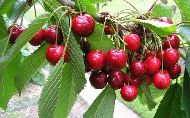 6 Lọai trái cây mùa hè dễ chứa ký sinh trùng và cách xử lý an toàn - Ảnh 4.