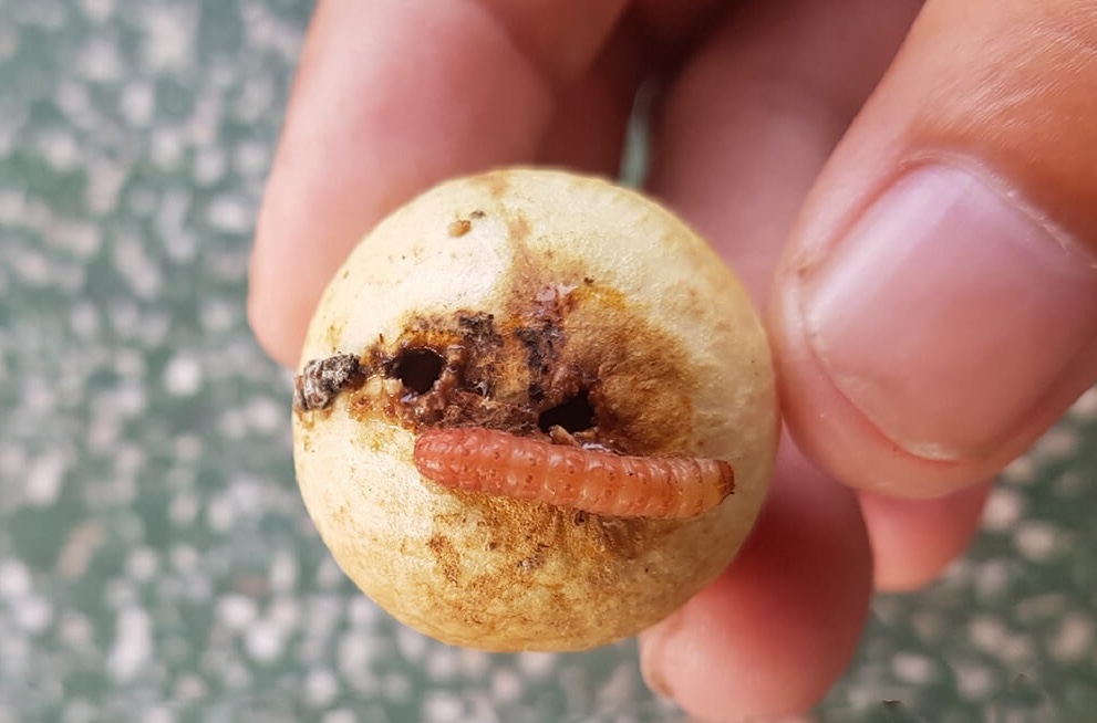 6 Lọai trái cây mùa hè dễ chứa ký sinh trùng và cách xử lý an toàn - Ảnh 5.