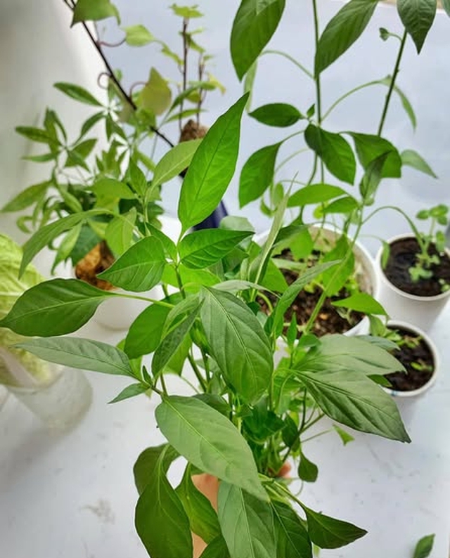 Loại lá nhiều gia đình trồng ở ban công, chế biến thành món ngon tốt cho xương khớp tuổi trung niên - Ảnh 2.